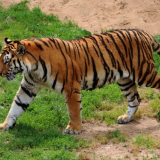 Σκότωσαν σπάνια τίγρη επειδή νόμιζαν ότι ήταν υπερφυσικό ον