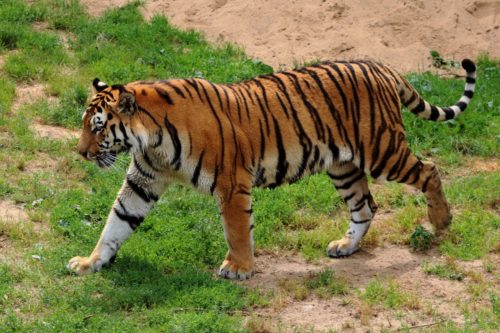 Σκότωσαν σπάνια τίγρη επειδή νόμιζαν ότι ήταν υπερφυσικό ον