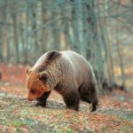 Οι αρκούδες ξύπνησαν και κάνουν τις βόλτες τους στο Καταφύγιο του Αρκτούρου [ΒΙΝΤΕΟ]