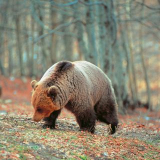 Οι αρκούδες ξύπνησαν και κάνουν τις βόλτες τους στο Καταφύγιο του Αρκτούρου [ΒΙΝΤΕΟ]