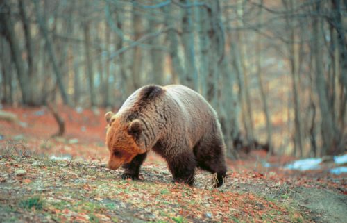 Οι αρκούδες ξύπνησαν και κάνουν τις βόλτες τους στο Καταφύγιο του Αρκτούρου [ΒΙΝΤΕΟ]