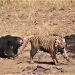 Μία σπάνια μονομαχία μεταξύ τίγρης και αρκούδας καθηλώνει τον κόσμο του διαδικτύου [ΒΙΝΤΕΟ]