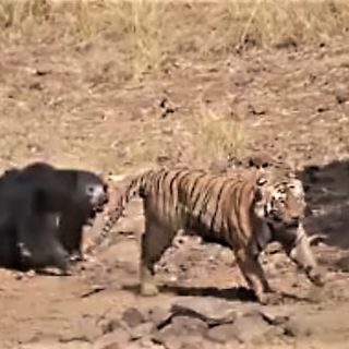 Μία σπάνια μονομαχία μεταξύ τίγρης και αρκούδας καθηλώνει τον κόσμο του διαδικτύου [ΒΙΝΤΕΟ]