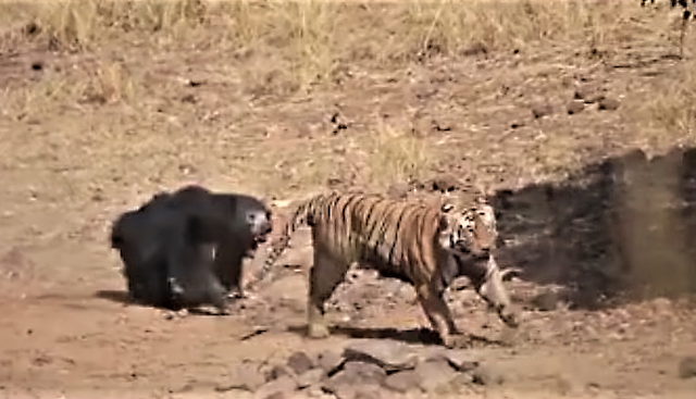 Μία σπάνια μονομαχία μεταξύ τίγρης και αρκούδας καθηλώνει τον κόσμο του διαδικτύου [ΒΙΝΤΕΟ]