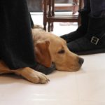 Καταδικάστηκε οδηγός ταξί που αρνήθηκε να επιβιβάσει τυφλή κοπέλα λόγω του σκύλου οδηγού της