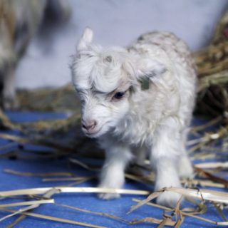 Κίνα: Μητέρα έγινε η πρώτη κλωνοποιημένη κατσίκα