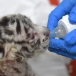 Κίνα: Τριάντα αξιολάτρευτα τιγράκια της Σιβηρίας γεννήθηκαν σε ειδικό κέντρο αναπαραγωγής