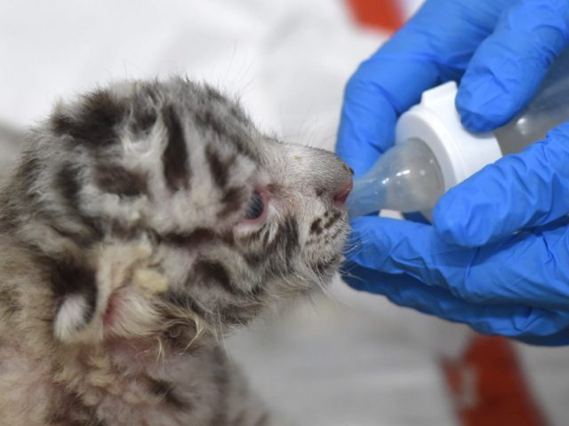 Κίνα: Τριάντα αξιολάτρευτα τιγράκια της Σιβηρίας γεννήθηκαν σε ειδικό κέντρο αναπαραγωγής