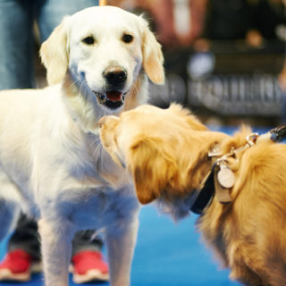 Η Θεσσαλονίκη εκπαιδεύει και εκπαιδεύεται για τα κατοικίδια της