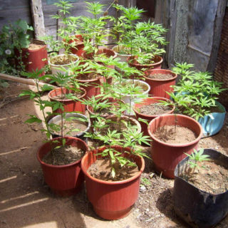 Με ινδική κάνναβη «λουζόταν» 64χρονος  έγκλειστος φυλακών