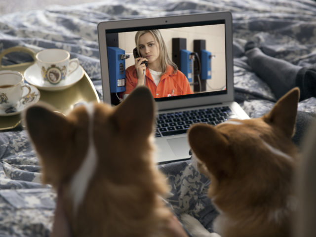 NETFLIX & WOOF: Binge-watching με σκυλιά (και γατιά)