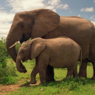 Το 90% του πληθυσμού ελεφάντων έχει χαθεί τα τελευταία 40 χρόνια- Η Τανζανία ευαισθητοποιείται