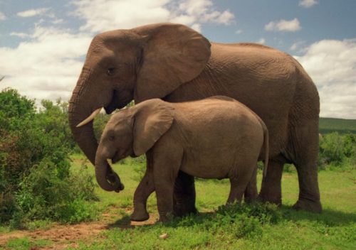 Το 90% του πληθυσμού ελεφάντων έχει χαθεί τα τελευταία 40 χρόνια- Η Τανζανία ευαισθητοποιείται