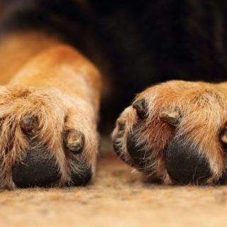 Μυτιλήνη: Καταδίκη 39χρονου σε φυλάκιση με αναστολή για την εν ψυχρώ εκτέλεση οικόσιτου σκύλου