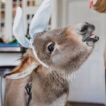 Τι έπαθε αυτό το γλυκύτατο γαϊδουράκι και νομίζει πως είναι σκύλος; [ΕΙΚΟΝΕΣ & ΒΙΝΤΕΟ]