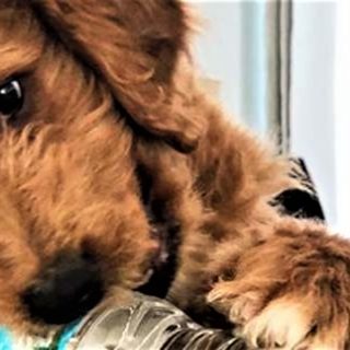 Αυτό είναι το αξιολάτρευτο κουτάβι του Αντετοκούνμπο που έχει και δικό του Instagram [ΕΙΚΟΝΕΣ]