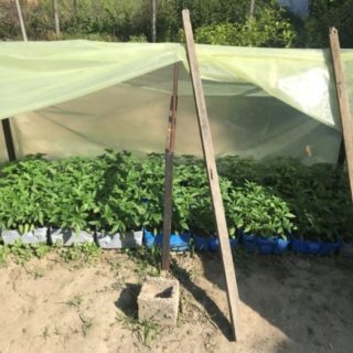 Θερμοκήπιο με… 500 δενδρύλλια κάνναβης διατηρούσε 54χρονος στην αυλή του σπιτιού του στην Πέλλα