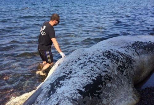Νεκρή φάλαινα ξεβράστηκε στις ακτές της Σαντορίνης [ΒΙΝΤΕΟ]