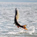 Απελευθερώθηκε γόνος σπάνιου σολομού σε ποτάμι στα σύνορα της Κίνας με τη Ρωσία