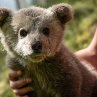 Ο Αρκτούρος περιέθαλψε ένα υπέροχο ορφανό αρκουδάκι με έφεση στο… ποδόσφαιρο