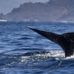 Οι τοξοκέφαλες φάλαινες τραγουδούν free jazz για να προσελκύσουν το ταίρι τους!