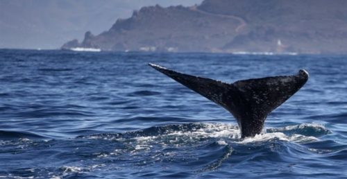 Οι τοξοκέφαλες φάλαινες τραγουδούν free jazz για να προσελκύσουν το ταίρι τους!