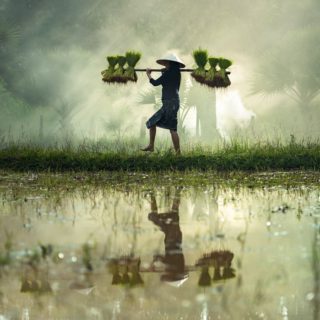 Σημαντική ανακάλυψη από Κινέζους επιστήμονες για την βελτίωση της ποιότητας του ρυζιου