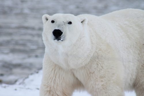 Πέθανε στη Σιγκαπούρη η μοναδική «τροπική» πολική αρκούδα