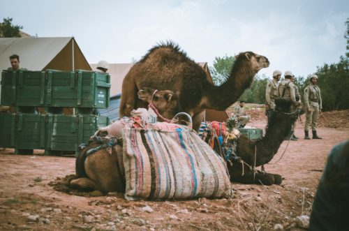 Ανάρπαστο το γάλα καμήλας στην Αυστραλία