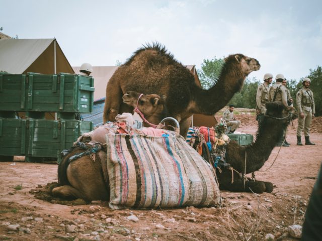 Ανάρπαστο το γάλα καμήλας στην Αυστραλία