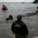Ισπανία: Φάλαινα ξεβράστηκε νεκρή με 30 κιλά πλαστικό στο στομάχι
