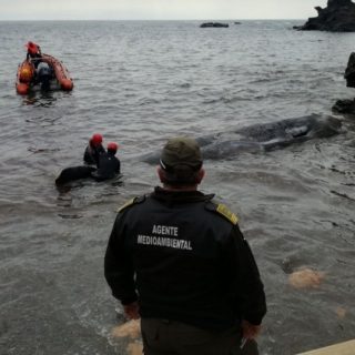 Ισπανία: Φάλαινα ξεβράστηκε νεκρή με 30 κιλά πλαστικό στο στομάχι