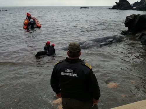 Ισπανία: Φάλαινα ξεβράστηκε νεκρή με 30 κιλά πλαστικό στο στομάχι