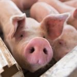 Επιστημονικό Θαύμα: Κράτησαν ζωντανούς εγκέφαλους χοίρων για 36 ώρες αφού είχαν πεθάνει τα ζώα