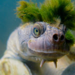 Αυτή η χελώνα που αναπνέει από τα γεννητικά όργανα και έχει μοϊκάνα είναι ό,τι πιο πανκ θα δείτε σήμερα