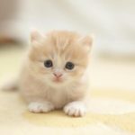 Δοκιμές καλλυντικών σε ζώα: Το Ευρωκοινοβούλιο  ζητάει την παγκόσμια απαγόρευσή τους