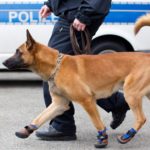 Επιστήμονες δημιούργησαν συσκευή που… μυρίζει τους ανθρώπους όπως οι σκύλοι