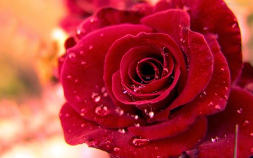 Επιστήμονες αποκωδικοποίησαν το DNA του τριαντάφυλλου και δείτε τι ανακάλυψαν…