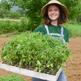 Πώς είναι να φυτεύεις 2.500 ντοματιές με τα ίδια σου τα χέρια