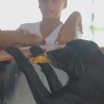 Σκύλος είδε φοιτητή να αγοράζει φαγητό με λεφτά και έκανε το ίδιο αλλά με… φύλλα δέντρων [ΕΙΚΟΝΕΣ]