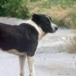 Ζάκυνθος: Συνελήφθησαν δύο άτομα που πυροβόλησαν και σκότωσαν σκύλο