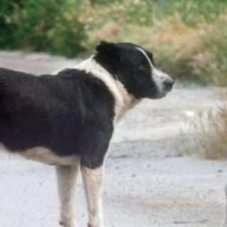 Ζάκυνθος: Συνελήφθησαν δύο άτομα που πυροβόλησαν και σκότωσαν σκύλο