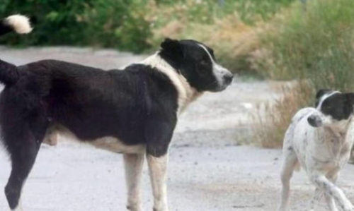 Ζάκυνθος: Συνελήφθησαν δύο άτομα που πυροβόλησαν και σκότωσαν σκύλο