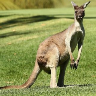 Αυστραλία: Καγκουρό επιτέθηκε σε τουρίστες που το τάιζαν