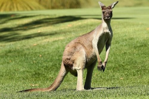 Αυστραλία: Καγκουρό επιτέθηκε σε τουρίστες που το τάιζαν