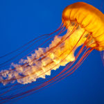 Αυτές είναι οι παραλίες που έχουν ήδη γεμίσει με τσούχτρες