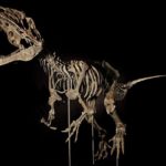 Απολίθωμα δεινοσαύρου πωλήθηκε σε δημοπρασία έναντι 2,3 εκατομμυρίων δολαρίων