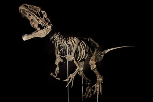 Απολίθωμα δεινοσαύρου πωλήθηκε σε δημοπρασία έναντι 2,3 εκατομμυρίων δολαρίων