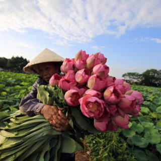 Το μάζεμα των λουλουδιών στο Βιετνάμ