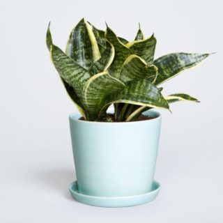 Τα 6 καλύτερα φυτά να βάλεις στην κρεβατοκάμαρα